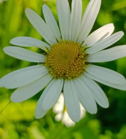 під горою * Scheschory