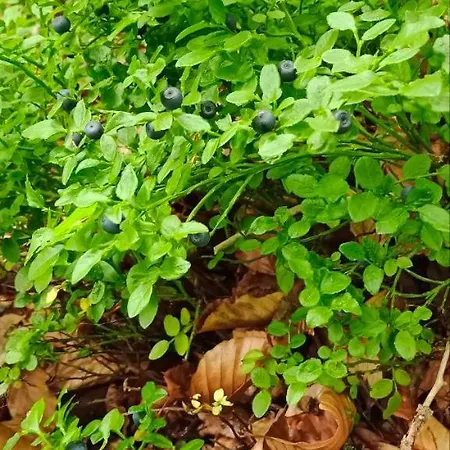 під горою * Scheschory