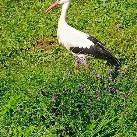 під горою Lodge