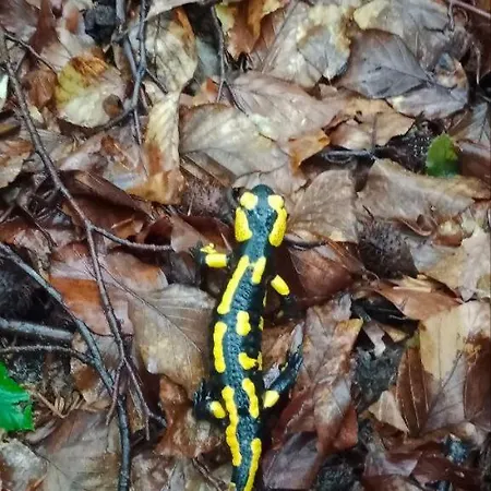 Gerendaház під горою Sesori