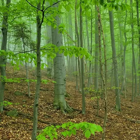 Lodge під горою