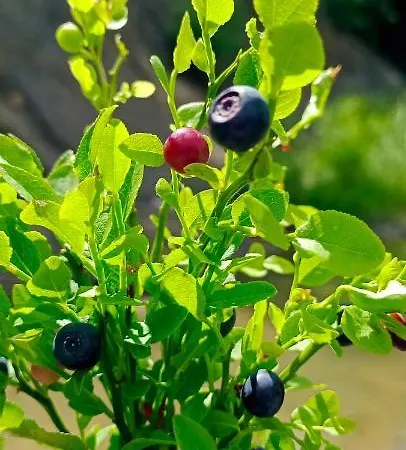 Lodge під горою Sheshory