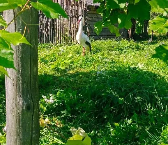 під горою ロッジ シェショリー
